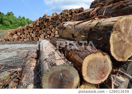 Logs of cut cedar Shonai, Yamagata Prefecture Logs of cut cedar Shonai, Yamagata Prefecture 126011639