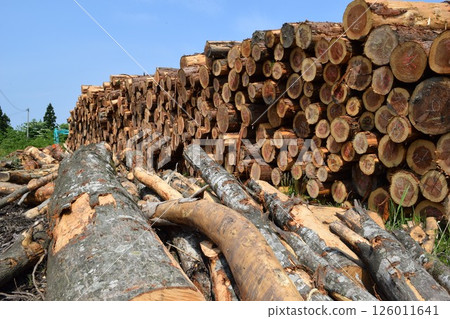 Logs of cut cedar Shonai, Yamagata Prefecture 126011641