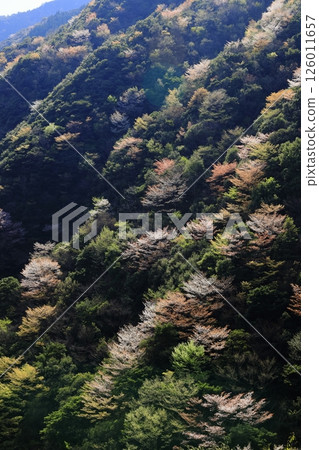 Mountains of wild cherry blossoms 126011657