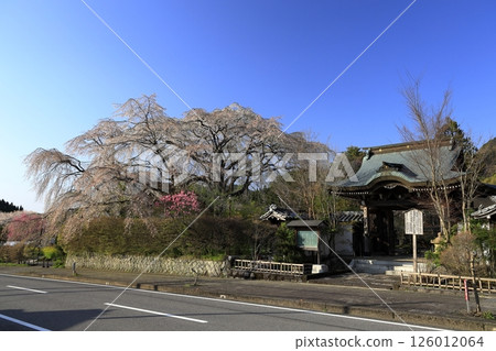 櫻花的風景 櫻花的風景 126012064