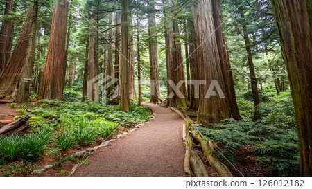 Giant cedar forest 126012182
