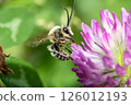 A bee 126012193