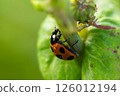 Ladybird 126012194