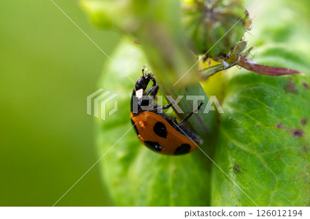 Ladybird 126012194