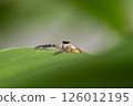 Jumping spider 126012195