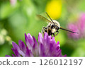 A bee 126012197