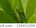Grasshopper 126012200