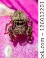 Jumping spider 126012201