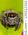 Jumping spider 126012202