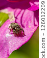 Jumping spider 126012209