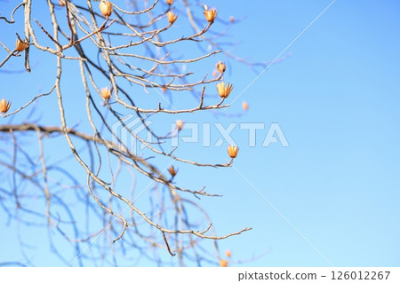 Winter park: fallen calyx of tulip tree 126012267