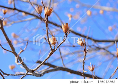 Winter park: fallen calyx of tulip tree 126012268