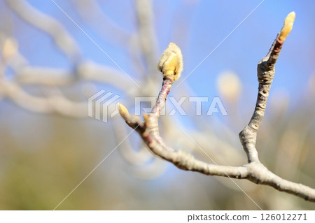 冬季公園:白玉蘭花蕾 冬季公園:白玉蘭花蕾 126012271