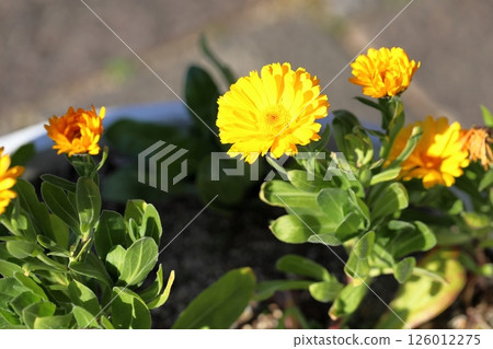 Winter, full bloom, calendula flowers Winter, full bloom, calendula flowers 126012275