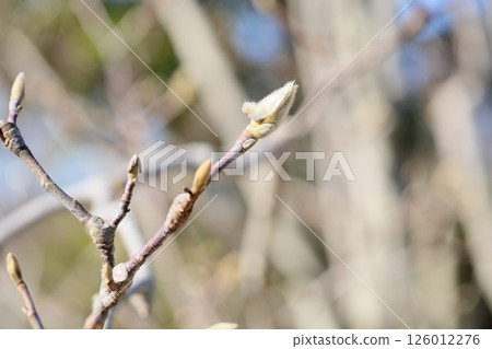 冬季公園:白玉蘭花蕾 冬季公園:白玉蘭花蕾 126012276