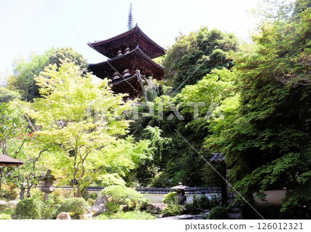 Spring at Taima-dera Temple's Three-story Pagoda, National Treasure, Nakanobo Garden, Historic Site and Place of Scenic Beauty, Katsuragi City, Nara Prefecture Spring at Taima-dera Temple's Three-story Pagoda, National Treasure, Nakanobo Garden, Historic Site and Place of Scenic Beauty, Katsuragi City, Nara Prefecture 126012321