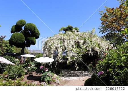 Spring at Taimadera Temple, Nakanobo Garden, Wisteria Flowers, Historic Site and Scenic Spot, Katsuragi City, Nara Prefecture 126012322