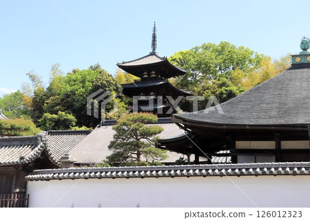 Spring at Taima-dera Temple's Three-story Pagoda, National Treasure, Historic Site, Scenic Spot, Katsuragi City, Nara Prefecture 126012323