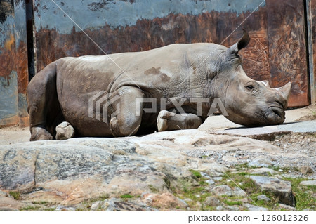 南方白雨 126012326