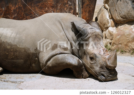 Southern white rain 126012327