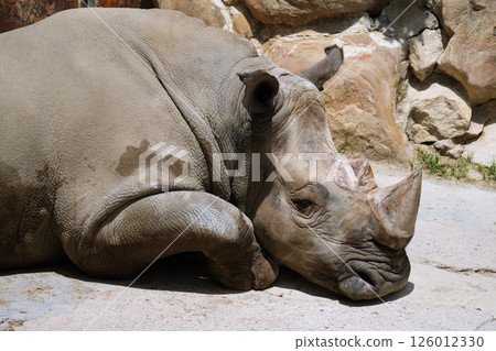 Southern white rain Southern white rain 126012330