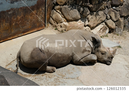 Southern white rain 126012335