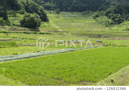 大山的水稻梯田 大山的水稻梯田 126012366