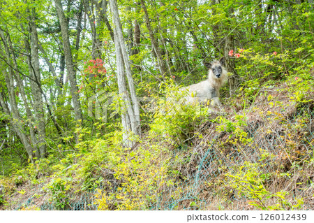 Japanese serow: A scientifically valuable animal that lives only in Japan; Endangered species; Special natural monument 126012439