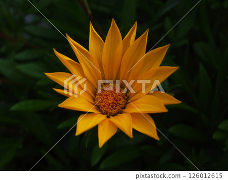 金光菊 01 126012615