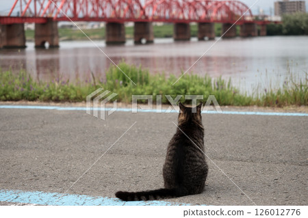 Tabby cat playing on the roadside Tabby cat playing on the roadside 126012776