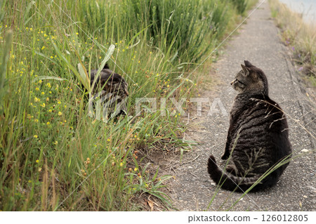 Tabby cat playing on embankment Tabby cat playing on embankment 126012805