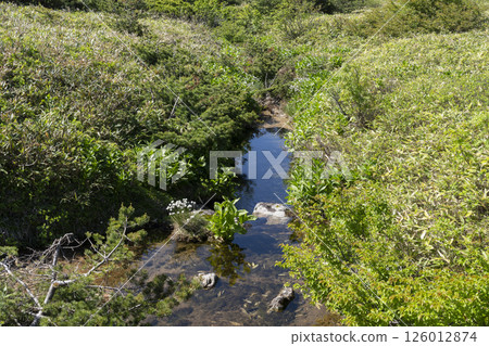 stream stream 126012874