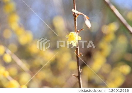 flower of wintersweet 126012916