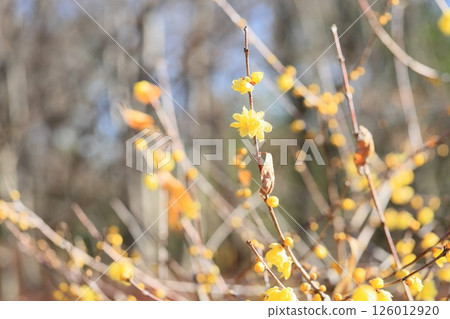 flower of wintersweet flower of wintersweet 126012920