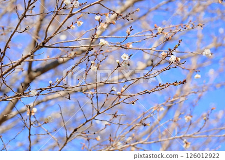 Winter-blooming cherry blossoms: Kobukzakura Winter-blooming cherry blossoms: Kobukzakura 126012922