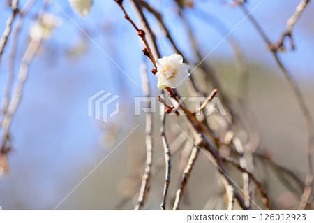 冬季盛開的櫻花：小雪櫻 126012923