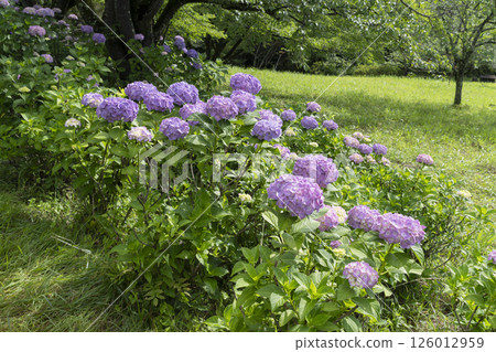 hydrangea flower 126012959