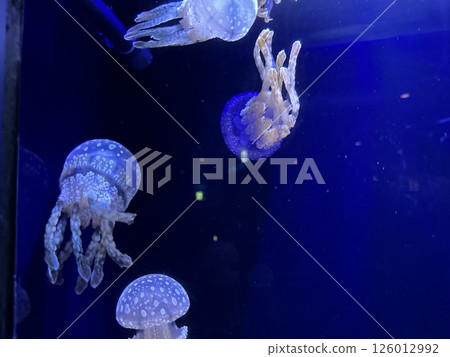 Jellyfish floating in the water tank 126012992