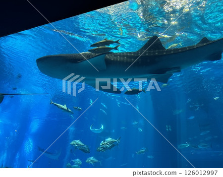 Whale shark Whale shark 126012997