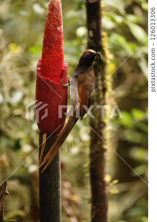 Long-tailed Scarlet Bird of Paradise Long-tailed Scarlet Bird of Paradise 126013306
