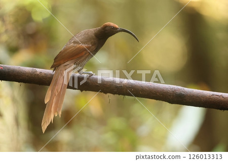 Long-tailed Scarlet Bird of Paradise 126013313