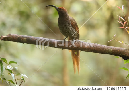 Long-tailed Scarlet Bird of Paradise 126013315