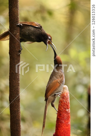 Long-tailed Scarlet Bird of Paradise Long-tailed Scarlet Bird of Paradise 126013316