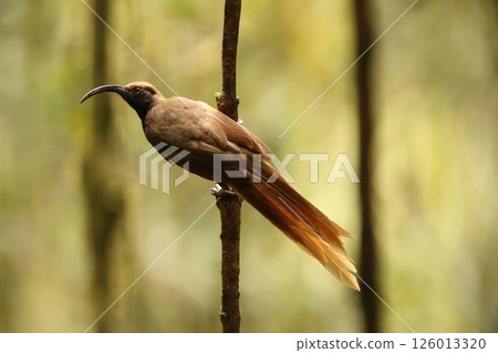 Long-tailed Scarlet Bird of Paradise 126013320