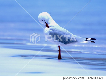 A white and red bird, the silver gull, on the white sandy sea. A white and red bird, the silver gull, on the white sandy sea. 126013321