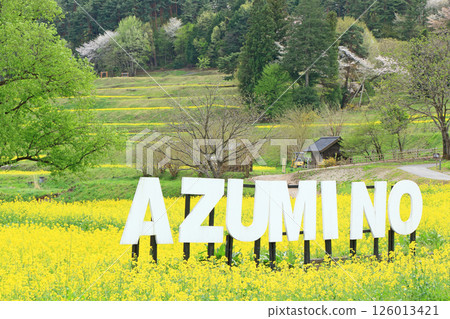Azumino spring rape blossoming satoyama Azumino spring rape blossoming satoyama 126013421