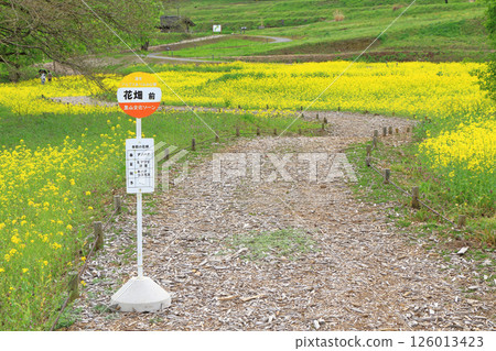 Azumino spring rape blossoming satoyama 126013423