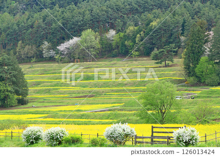 Azumino spring rape blossoming satoyama 126013424