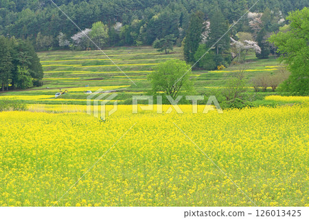 Azumino spring rape blossoming satoyama 126013425