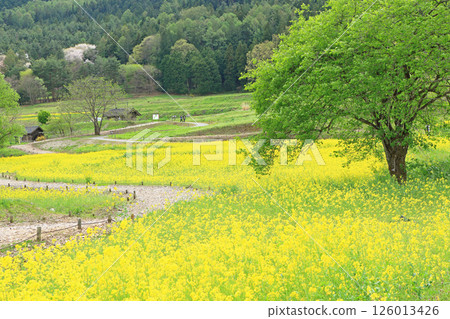 Azumino春天油菜開花satoyama 126013426